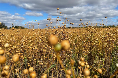 Поддать газу, или Почему органические продукты у нас не в чести