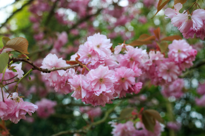 Гидрометцентр: до +20 градусов ожидается в первые дни апреля в Москве