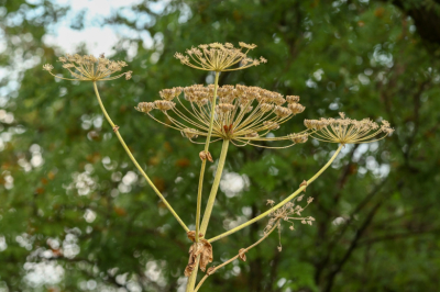 Юрист анонсировал штрафы для дачников за сорняки на участках