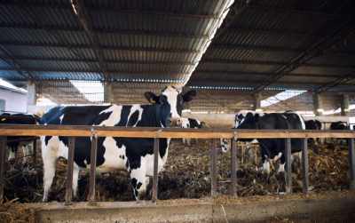 Новые фермы, экспорт и миллиарды инвестиций: будущее мясной отрасли Казахстана