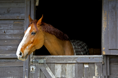 Обнимал и гладил: британка открыла охоту на зоофила за секс с ее конем
