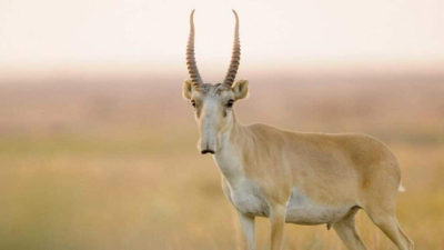 Сайгаков начали отстреливать в ЗКО