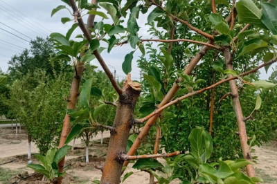 После варварского нашествия яблоневый сад Атырау взяли под охрану