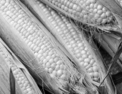 В ДНР зафиксировали рост обращений из-за вербовки спецслужбами Украины