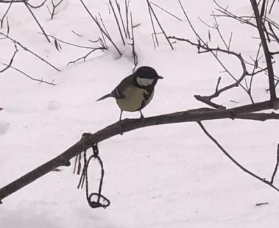 Биолог Квартальнов: воробьям в Москве не грозит ожирение