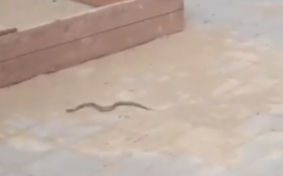 Змеи появились во дворах Актобе. Мальчик с укусом попал в больницу