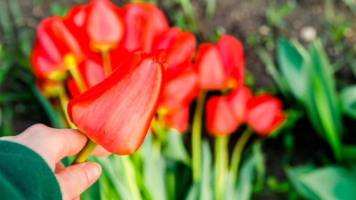 Насымбаев считает законным штраф в 12 млн тенге за сорванные тюльпаны