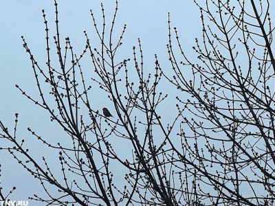 Синоптики рассказали, какими будут первые апрельские выходные в Татарстане